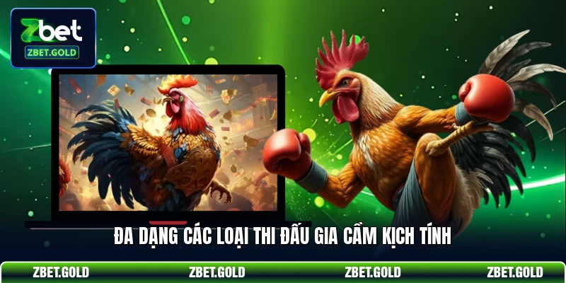 Đa dạng các loại thi đấu gia cầm kịch tính