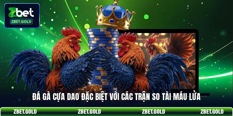 Đá gà cựa dao đặc biệt với các trận so tài máu lửa