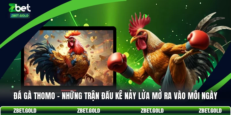 Đá Gà Thomo - Những Trận Đấu Kê Nảy Lửa Mở Ra Vào Mỗi Ngày