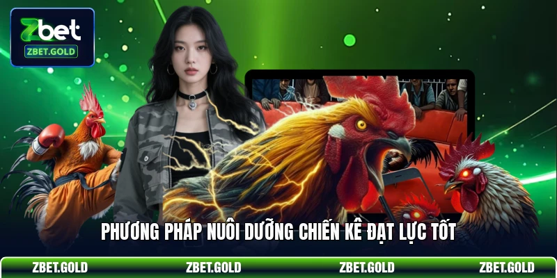 Phương pháp nuôi dưỡng chiến kê đạt lực tốt